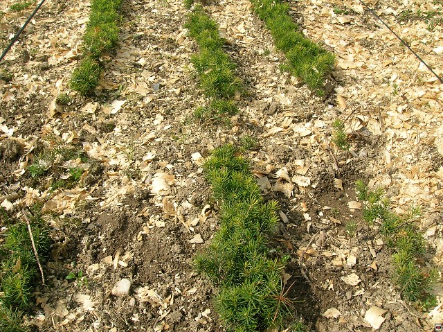 img00055.jpg