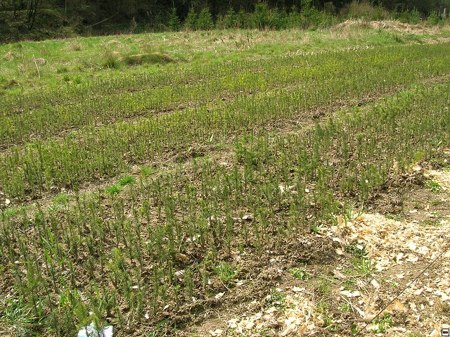 img00056.jpg