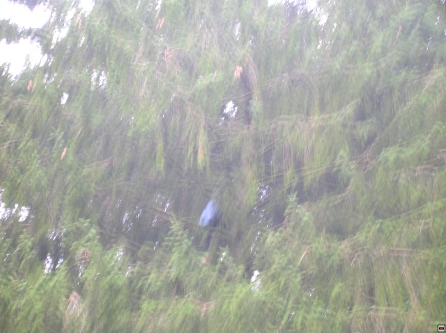 img00036.jpg