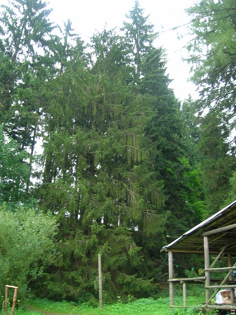 img00041.jpg