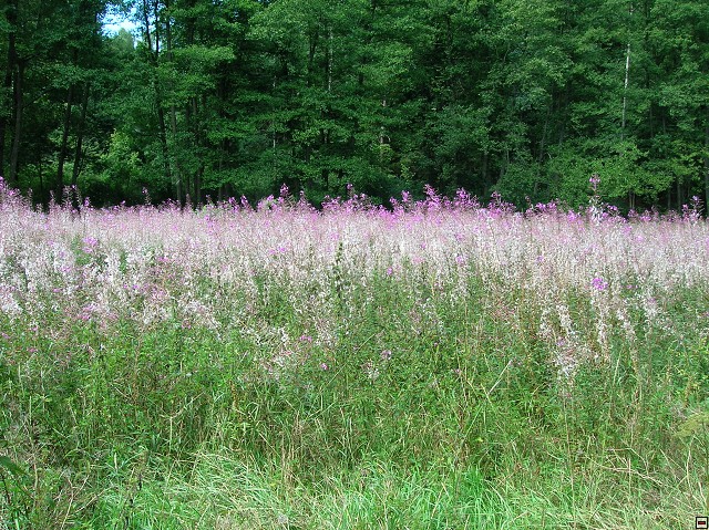 img00061.jpg