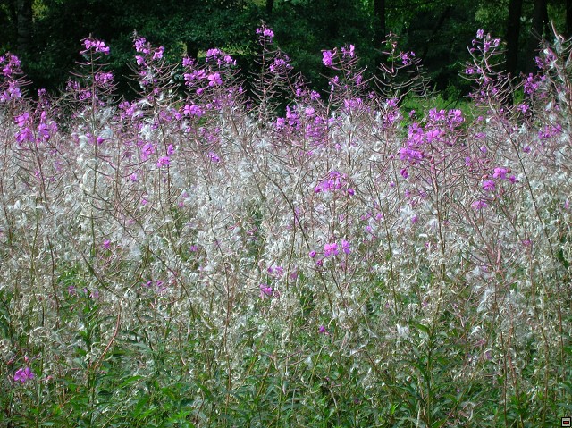 img00062.jpg