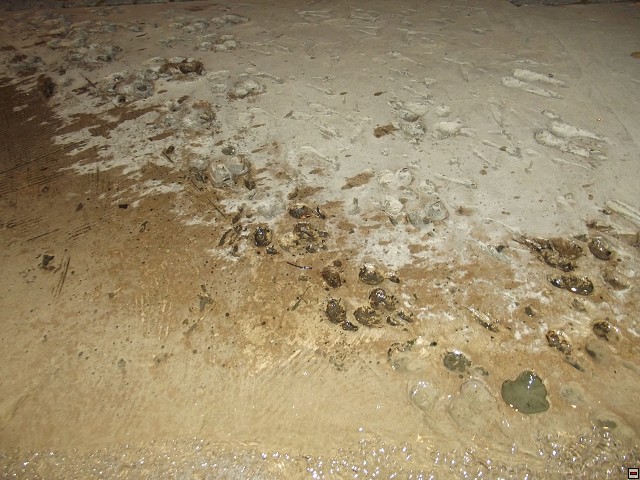img00050.jpg