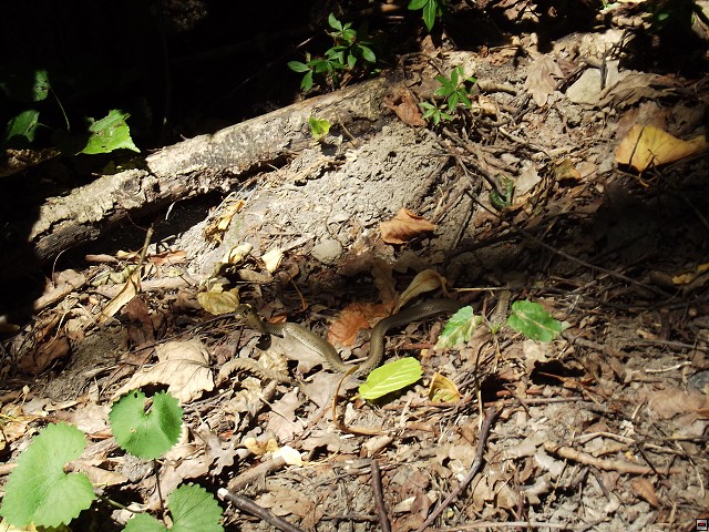 img00107.jpg