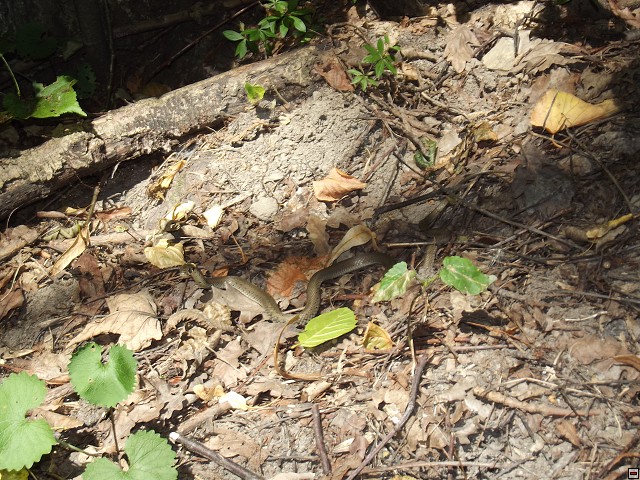 img00108.jpg