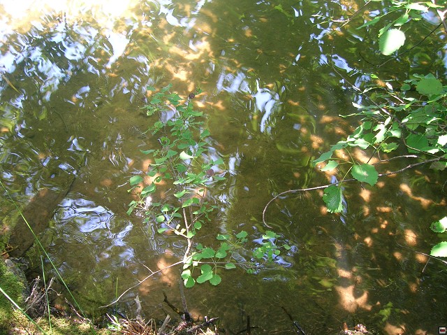 img00026.jpg