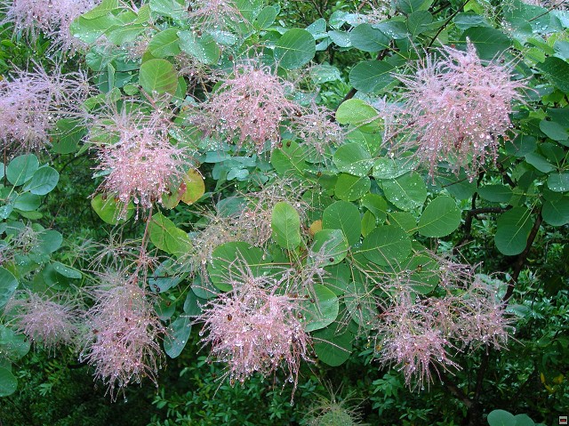 img00088.jpg