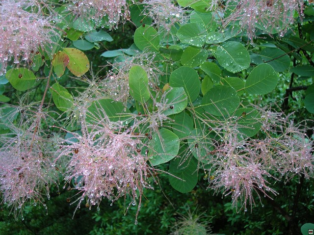 img00089.jpg