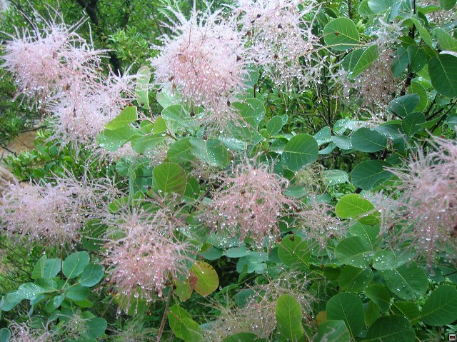 img00090.jpg