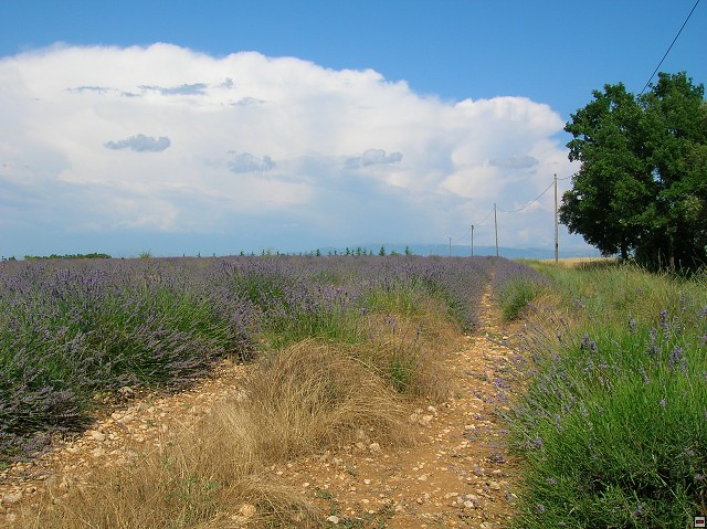 img00163.jpg