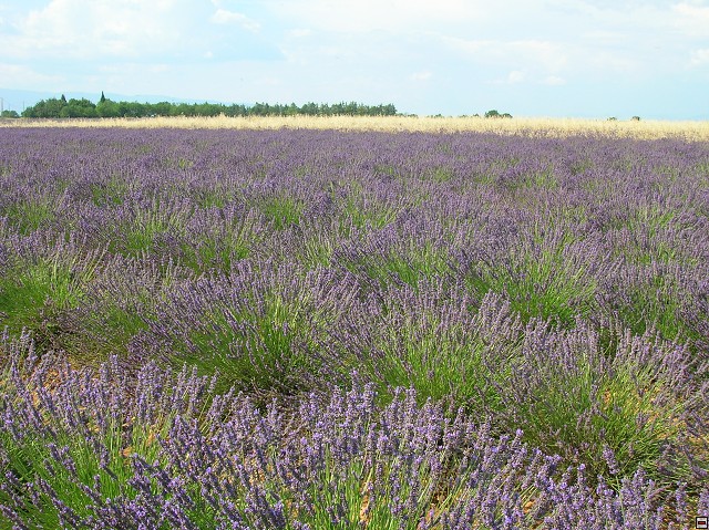 img00168.jpg