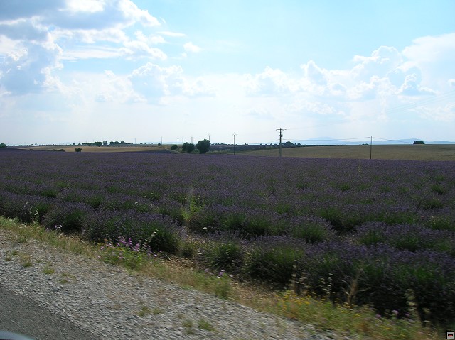 img00173.jpg