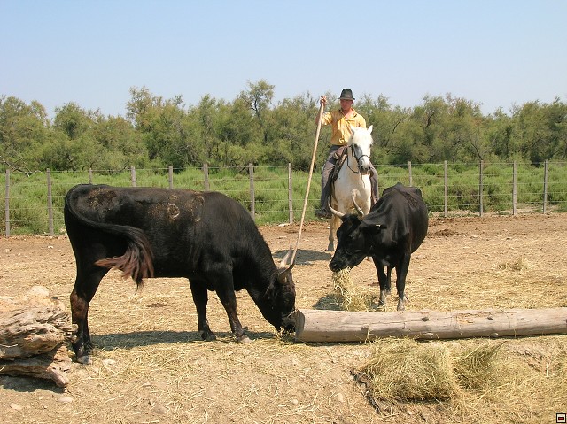 img00188.jpg