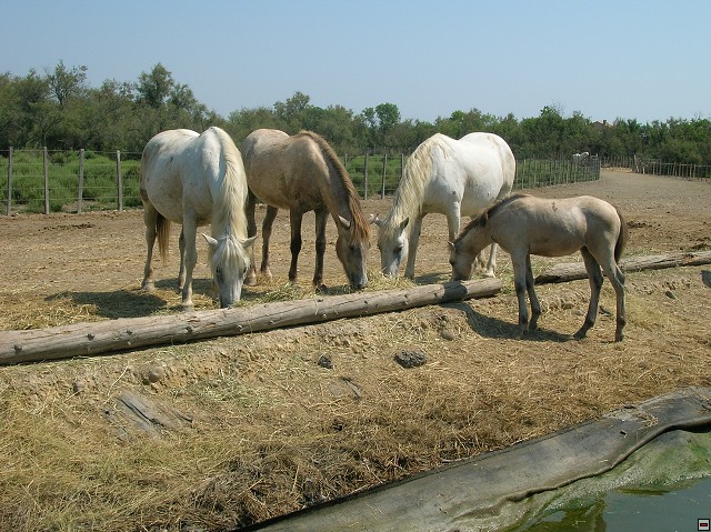 img00189.jpg