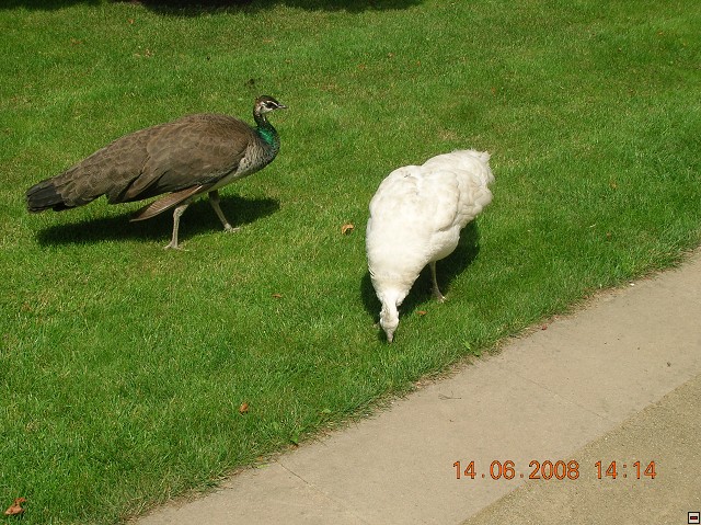 img00001.jpg