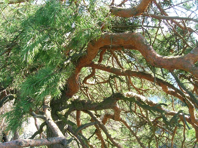 img00046.jpg