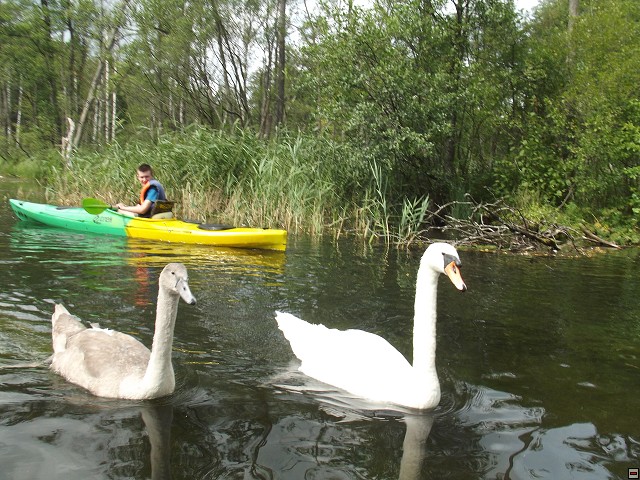 img00036.jpg