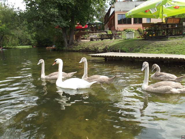 img00037.jpg