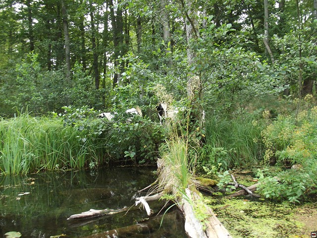 img00044.jpg
