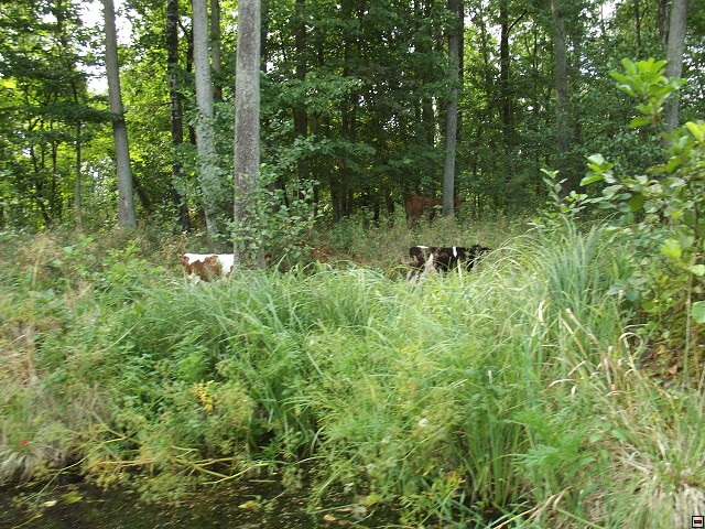 img00045.jpg