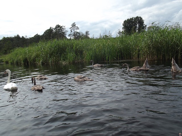 img00049.jpg
