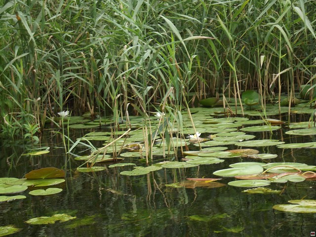img00050.jpg
