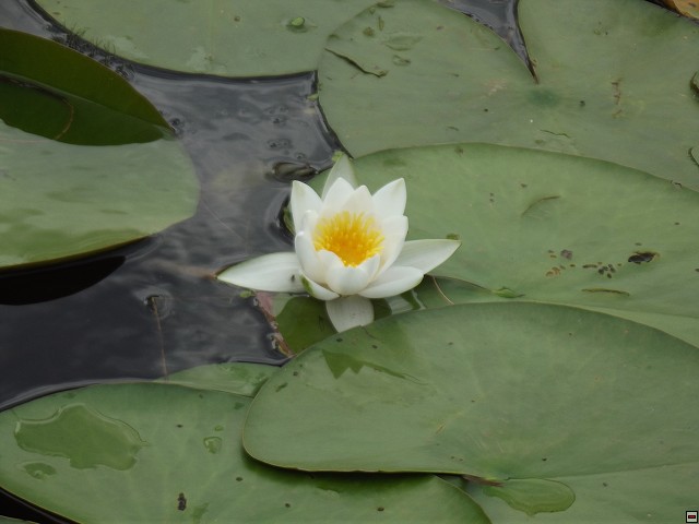 img00052.jpg
