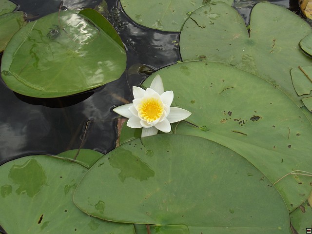 img00053.jpg