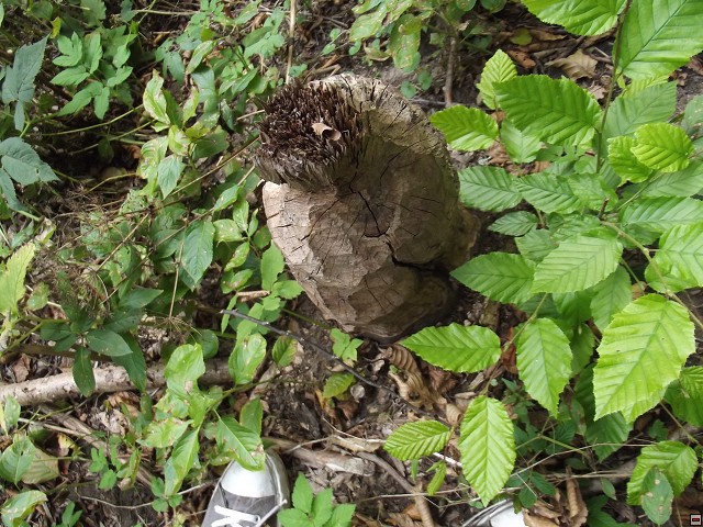 img00090.jpg