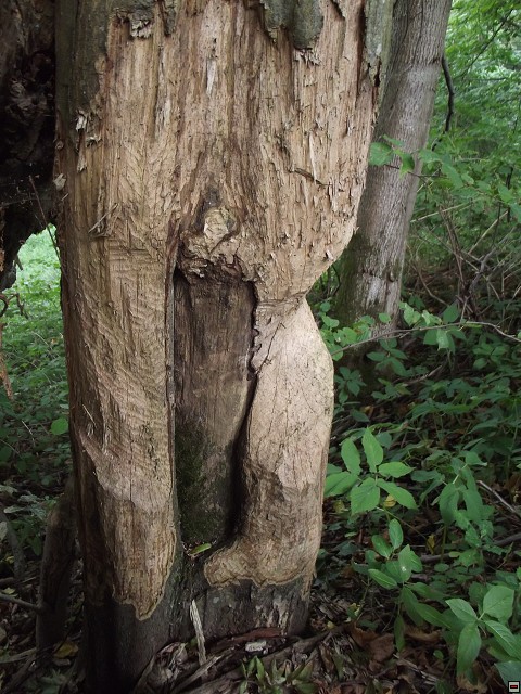 img00091.jpg