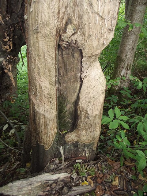 img00093.jpg