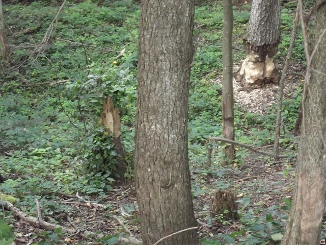 img00094.jpg