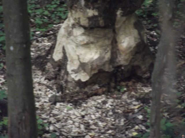 img00095.jpg