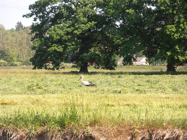 img00036.jpg