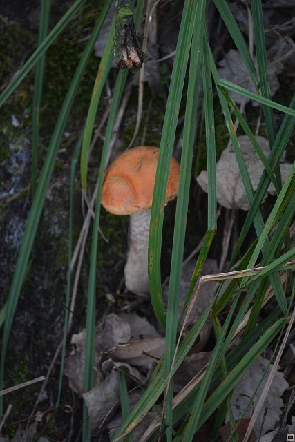 img00006.jpg