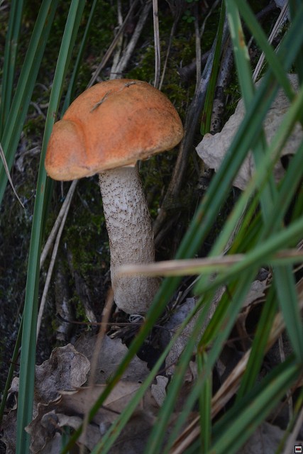 img00007.jpg