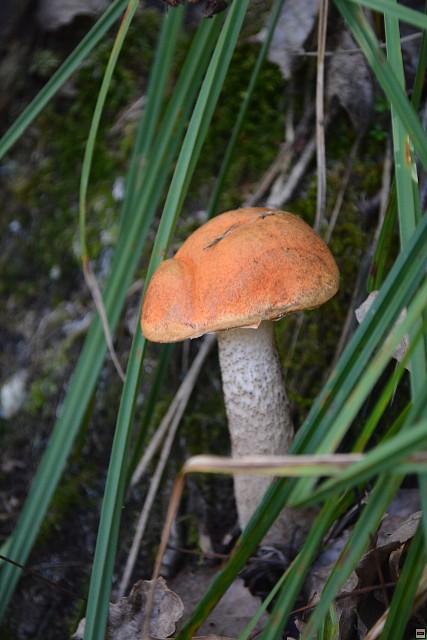 img00008.jpg