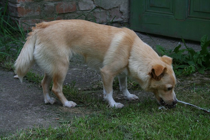 img00042.jpg