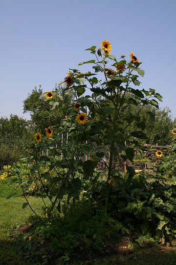 img00088.jpg