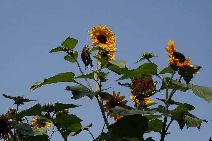 img00089.jpg