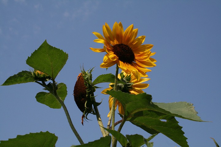 img00090.jpg