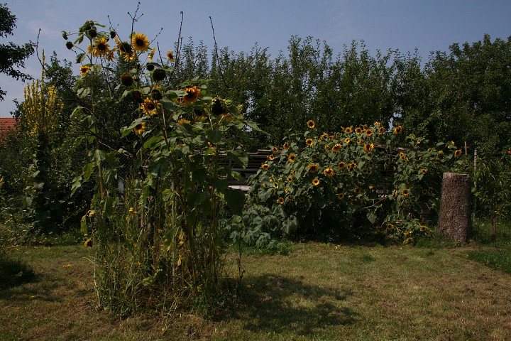 img00093.jpg