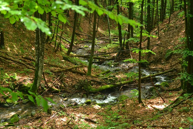 img00029.jpg