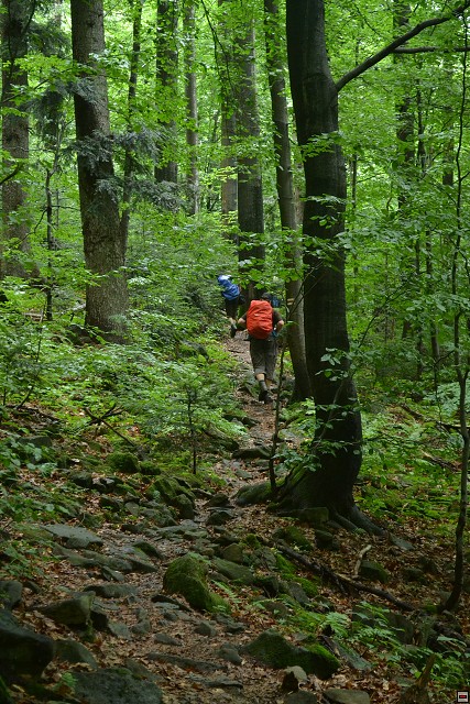 img00031.jpg