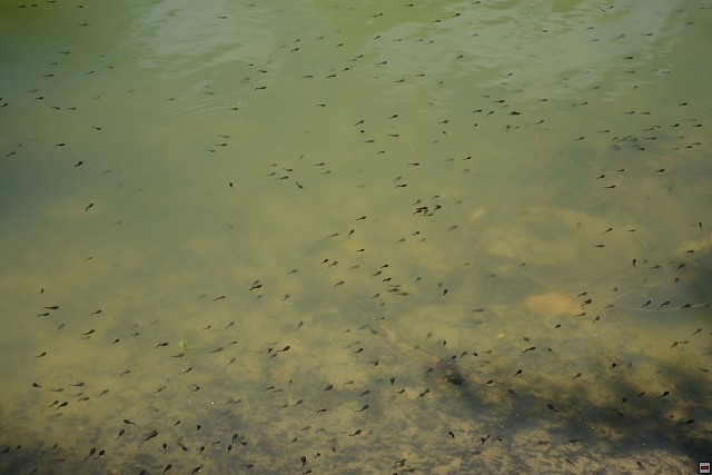 img00066.jpg