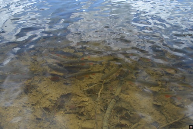 img00082.jpg