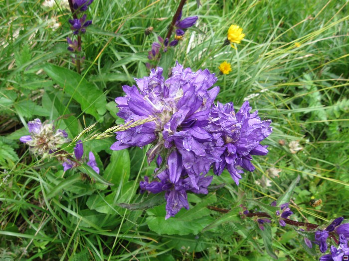 img00177.jpg
