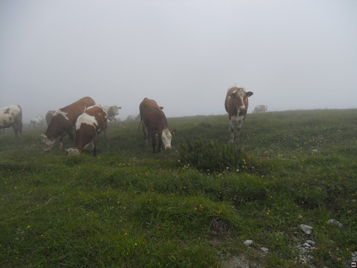 img00290.jpg