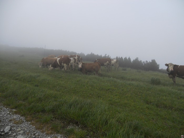 img00294.jpg