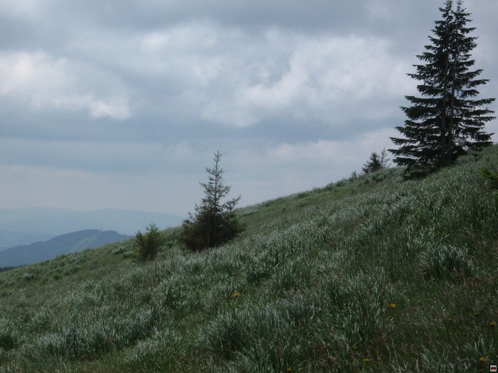 img00301.jpg